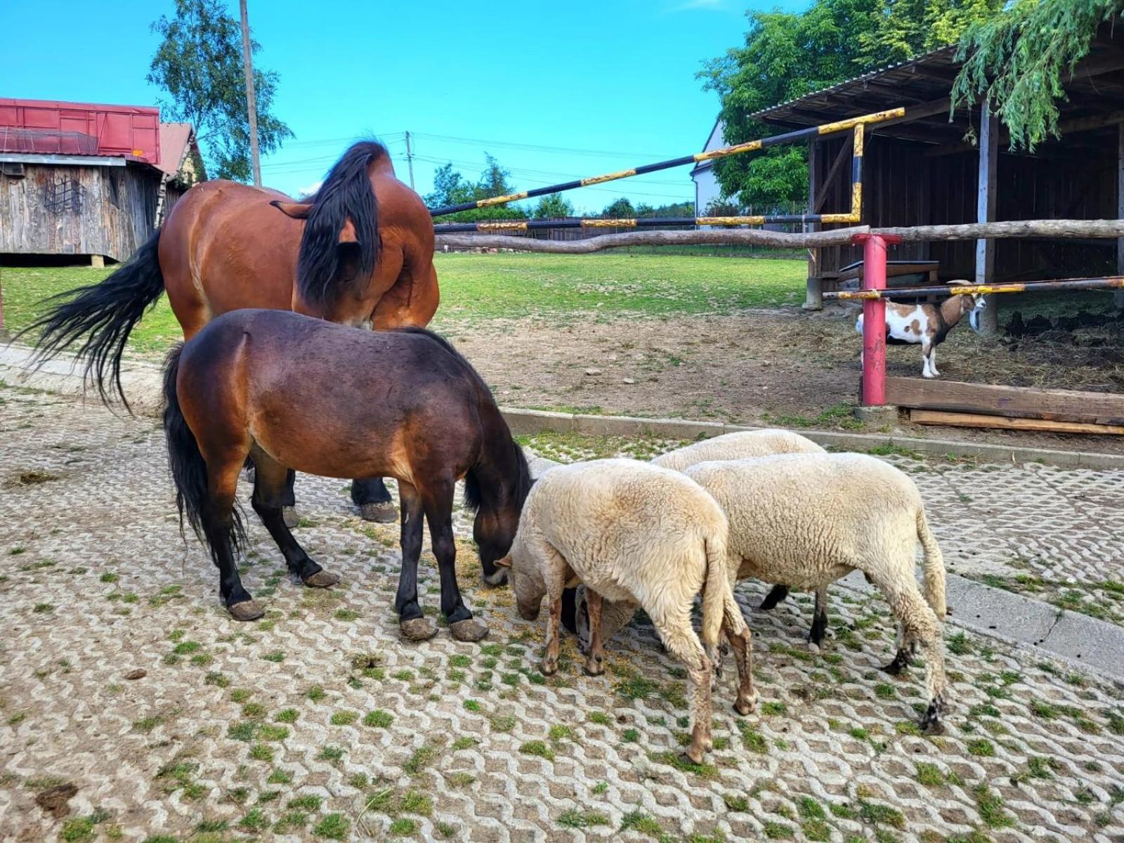 Koperkowe Rancho Beskid Wyspowy Domek Malopolskie Kamionna Kamionna (Trzciana) Exterior foto