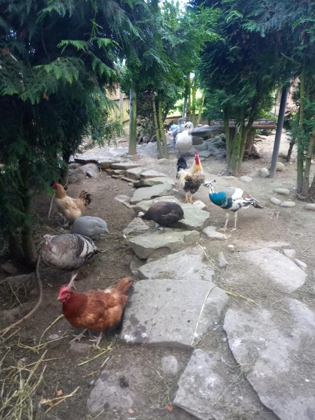 Koperkowe Rancho Beskid Wyspowy Domek Malopolskie Kamionna Kamionna (Trzciana) Exterior foto